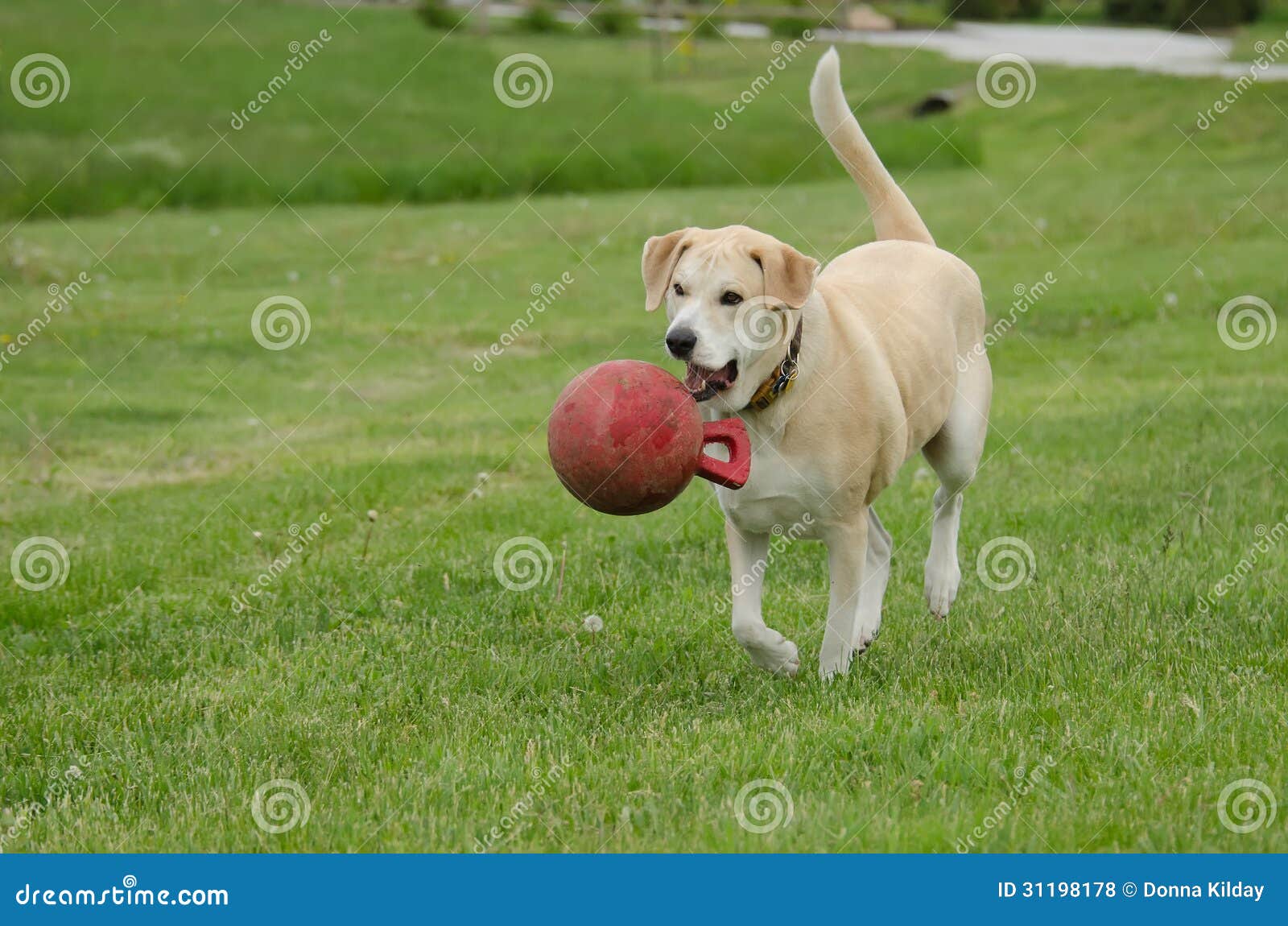 Glücklicher Hund mit Ball stockfoto. Bild von hund, glücklicher 31198178