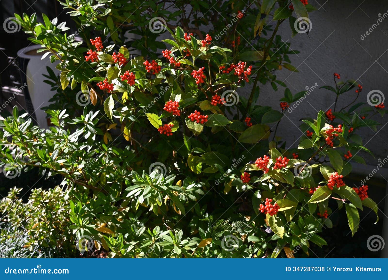 glabrous sarcandra herb (sarcandra glabra) fruits. chloranthaceae evergreen shrub.