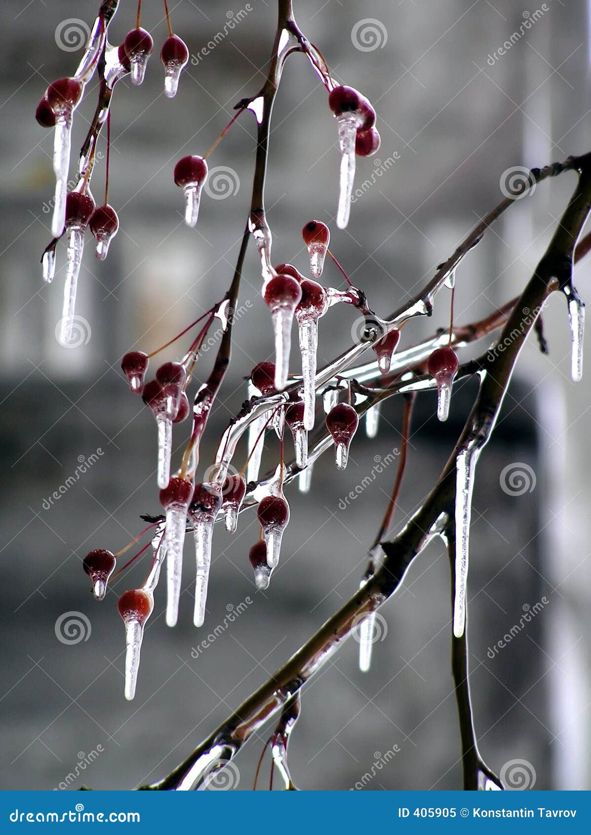 Glace sur un pomme-arbre