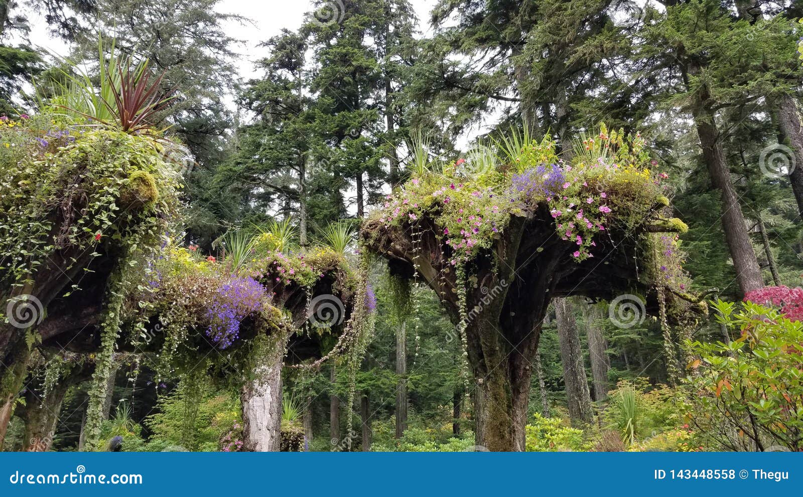 Glacier Gardens Rain Forest Juneau Alaska Stock Photo Image Of