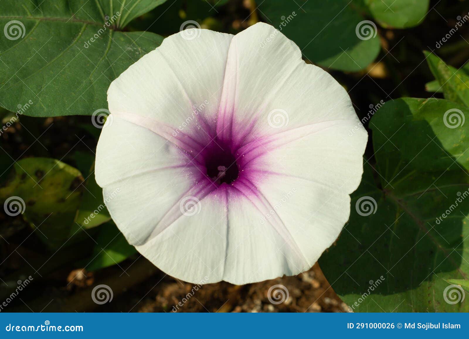 glade morning glory, bejuco de puerco, flower, white, pink, violet color