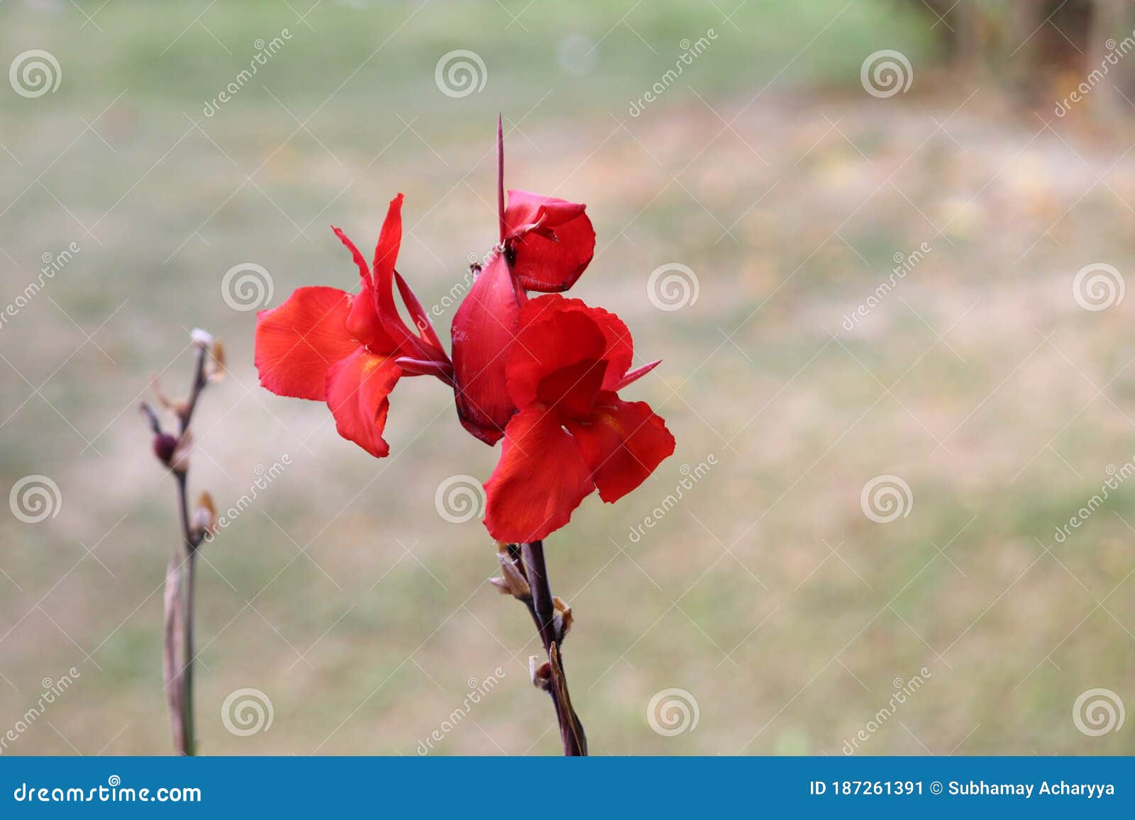 Gladióbulos Vermelhos Hortulanus Ou Gladiolos Híbridos Flor Com Fundo  Verde-desfocado. Imagem de Stock - Imagem de nantes, nave: 187261391