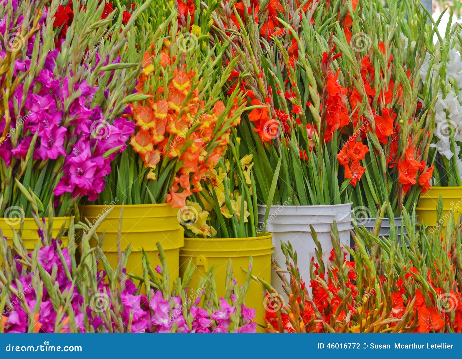 gladioli at farmers market