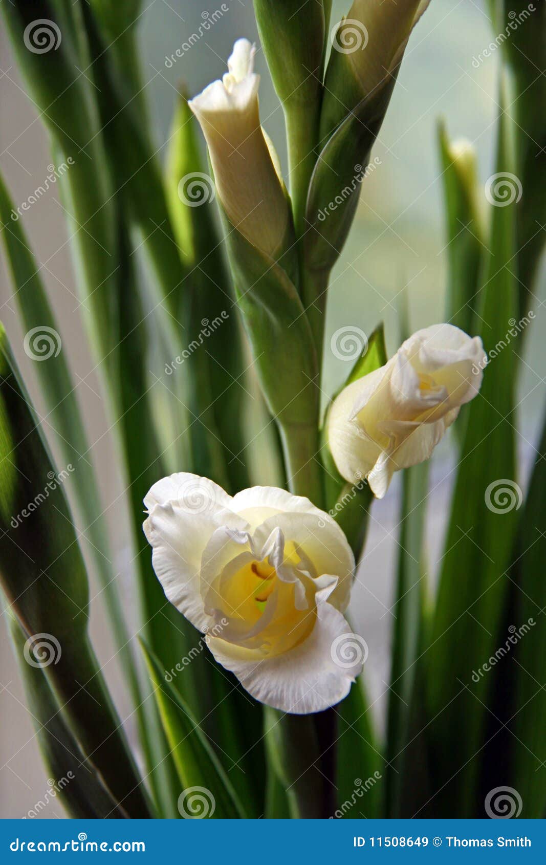 gladioli flowers