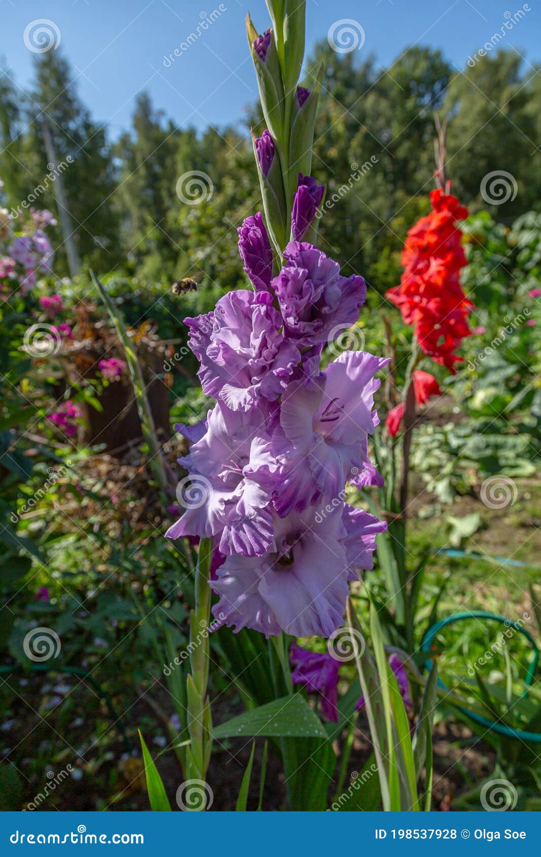 purple flower gladiolos close up in garden