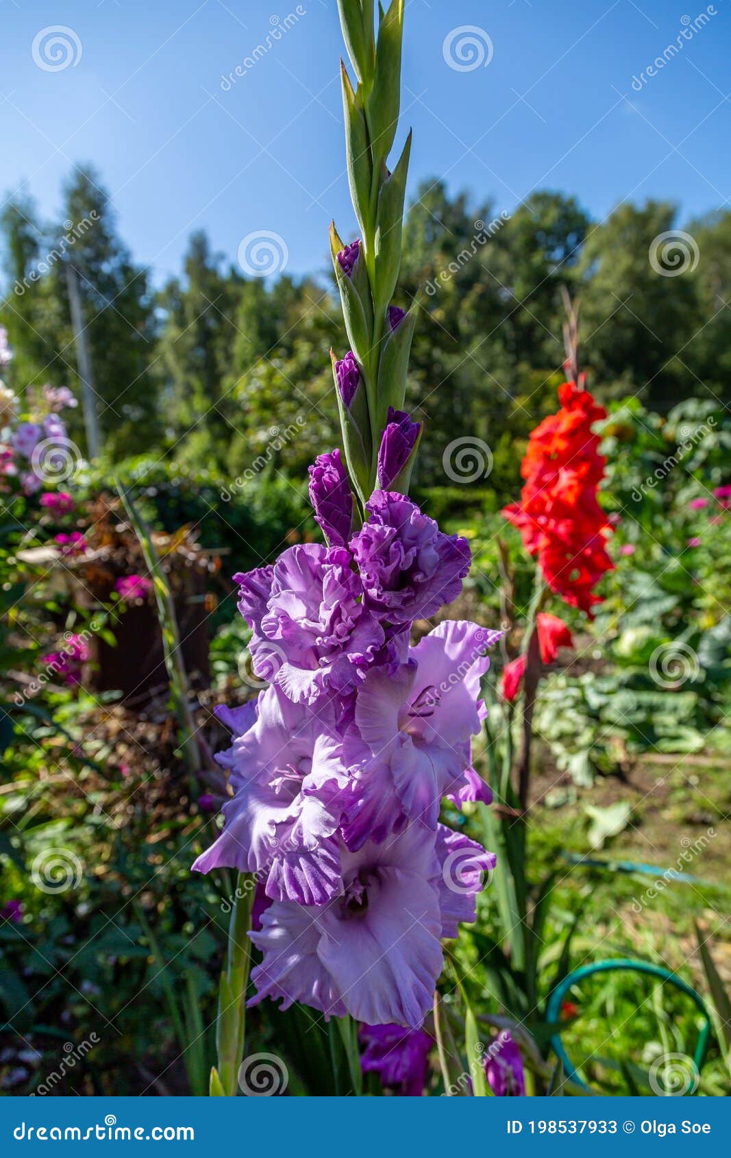purple flower gladiolos close up in garden