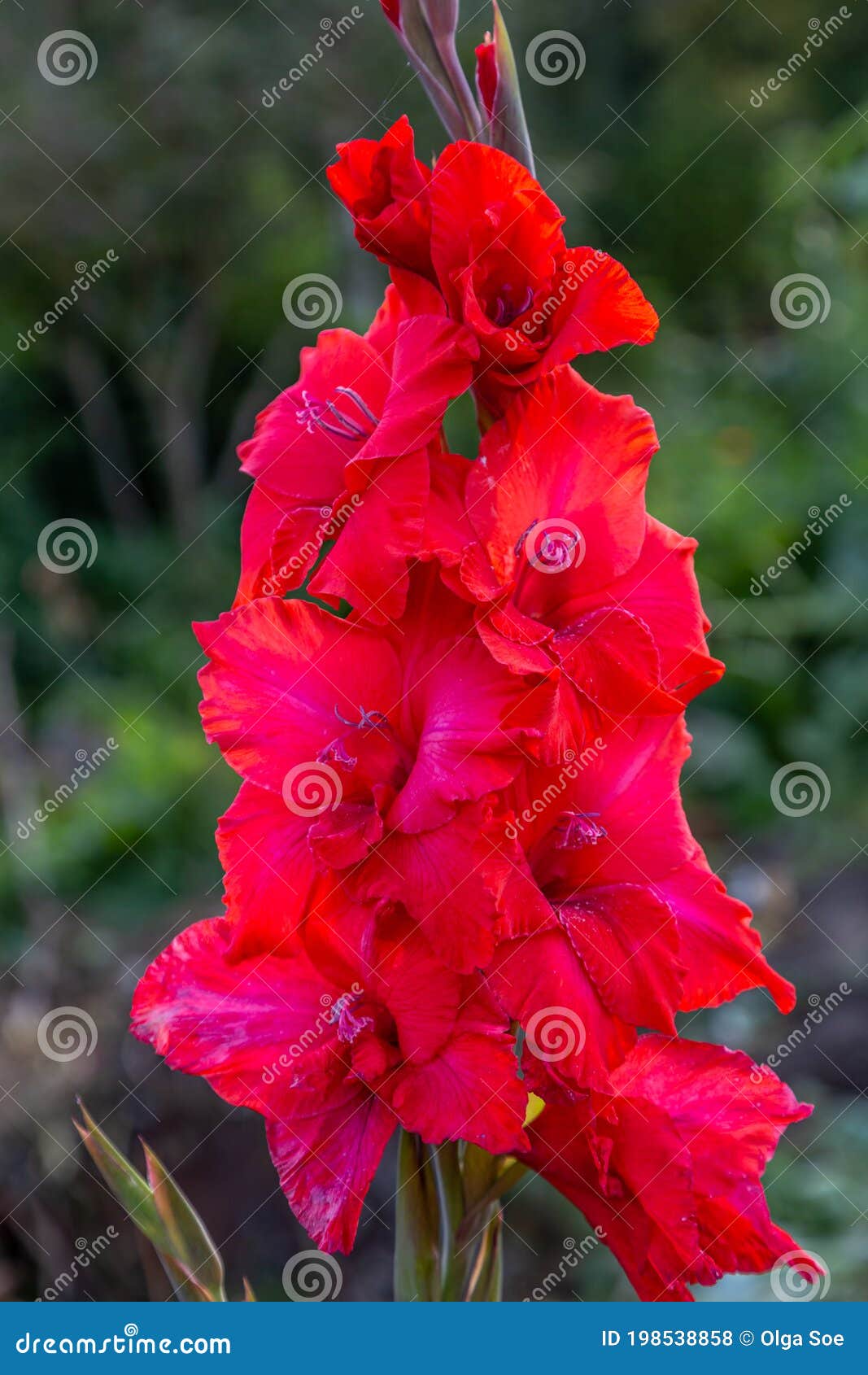 red flower gladiolos closeup in garden