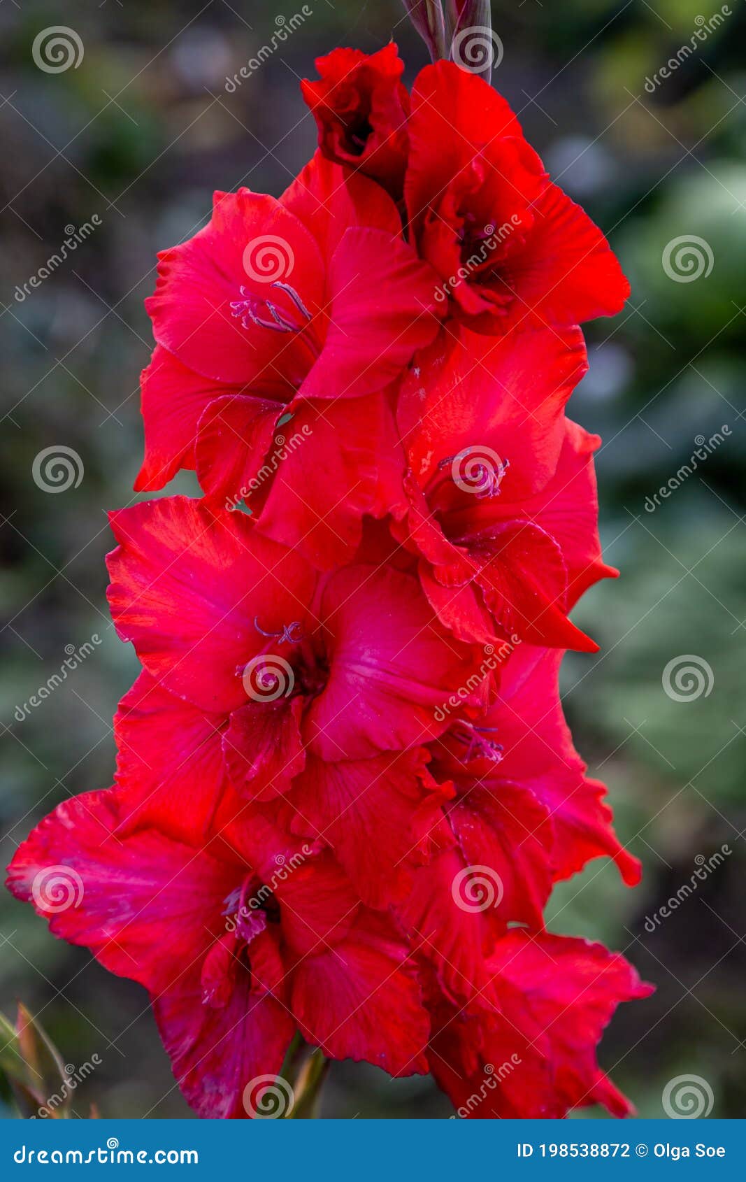 red flower gladiolos closeup in garden