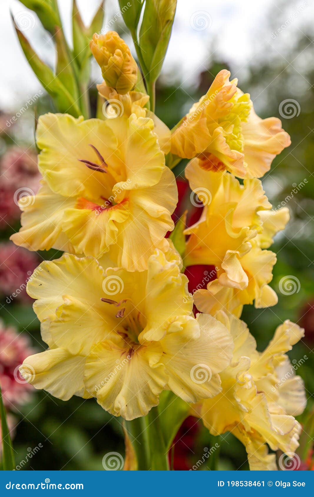 yellow flower gladiolos closeup in garden
