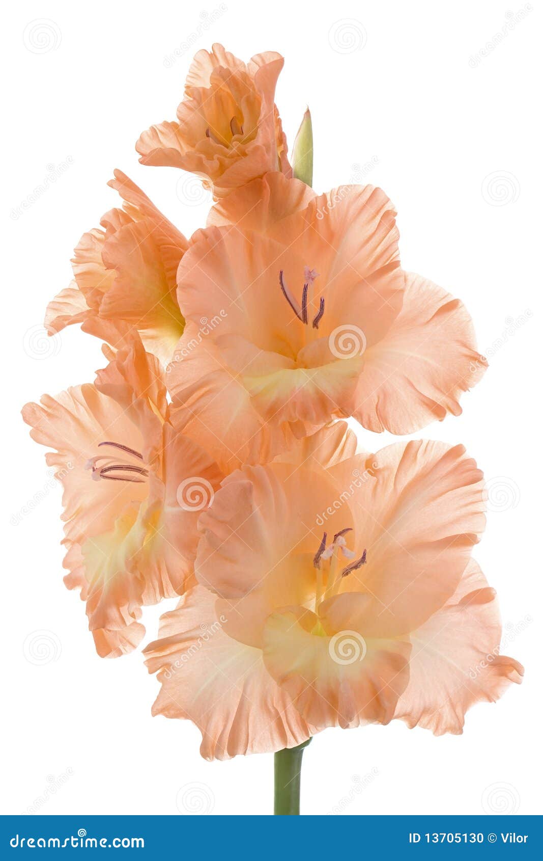 Gladiolus stock photo. Image of family, iris, flowering 13705130