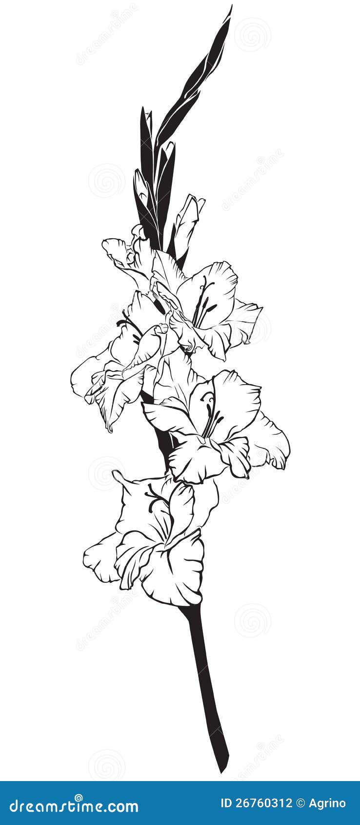 Update more than 98 gladiolus tattoo meaning latest  thtantai2