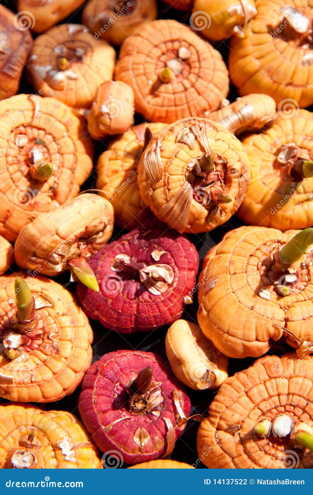 Gladiolus bulbs stock photo. Image of spring, botany 14137522