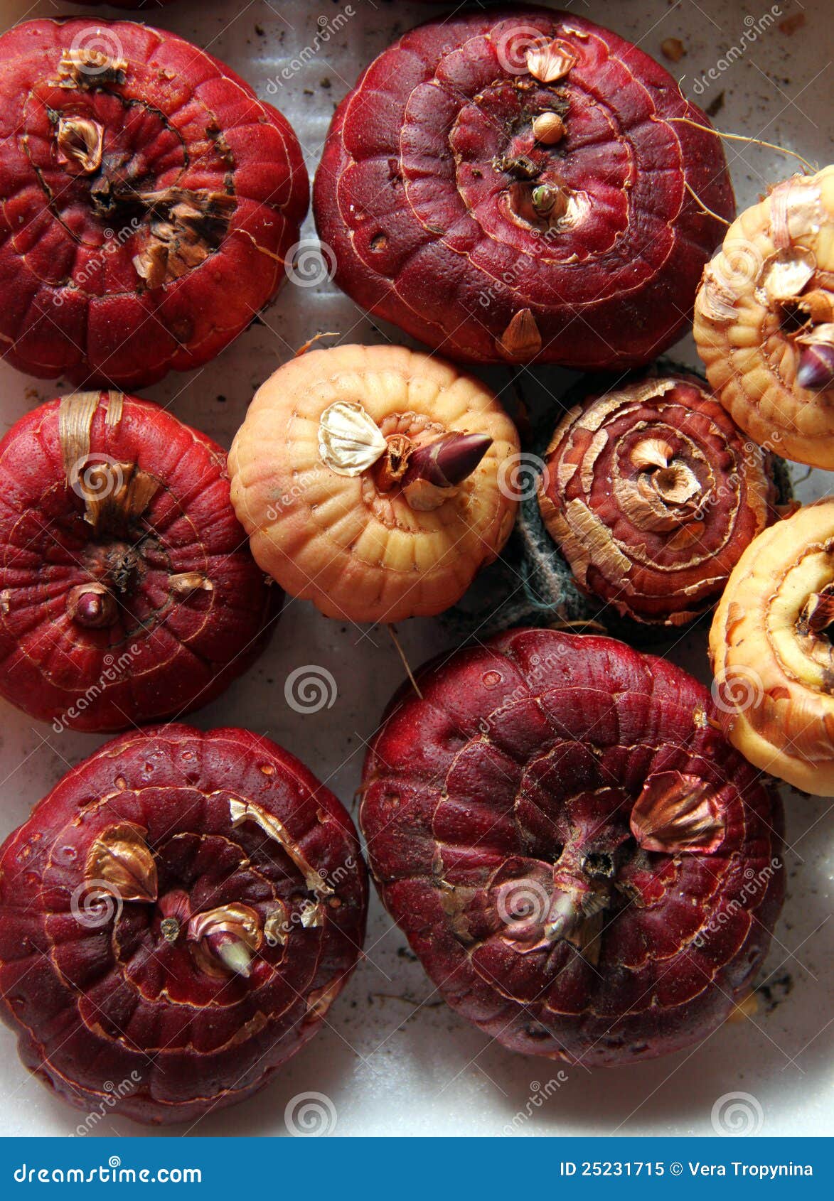 Gladiolus bulbs stock image. Image of germination, sprout 25231715