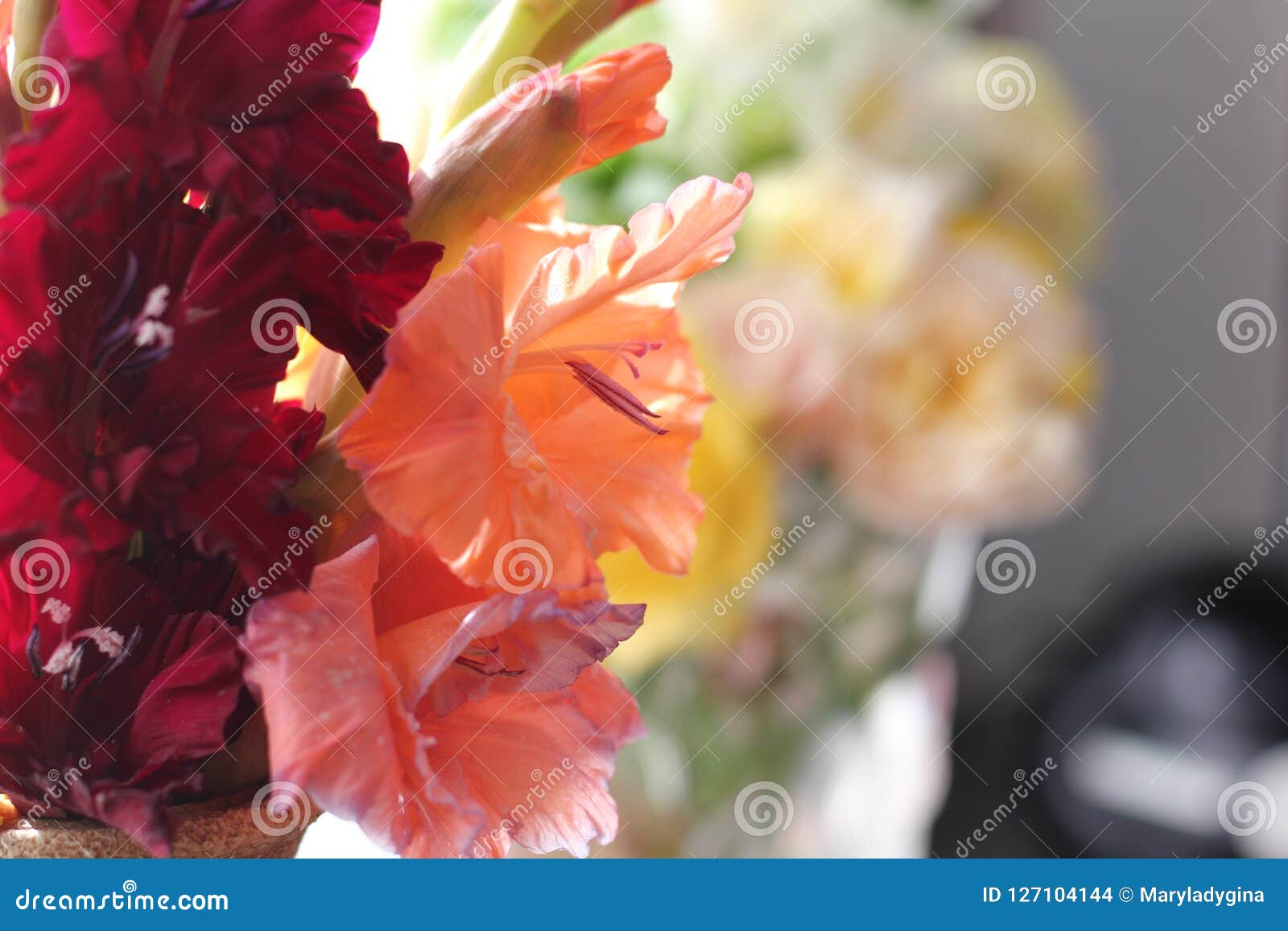 Bouquet of Gladioluses Red and Peach Delicate Background Stock Photo ...