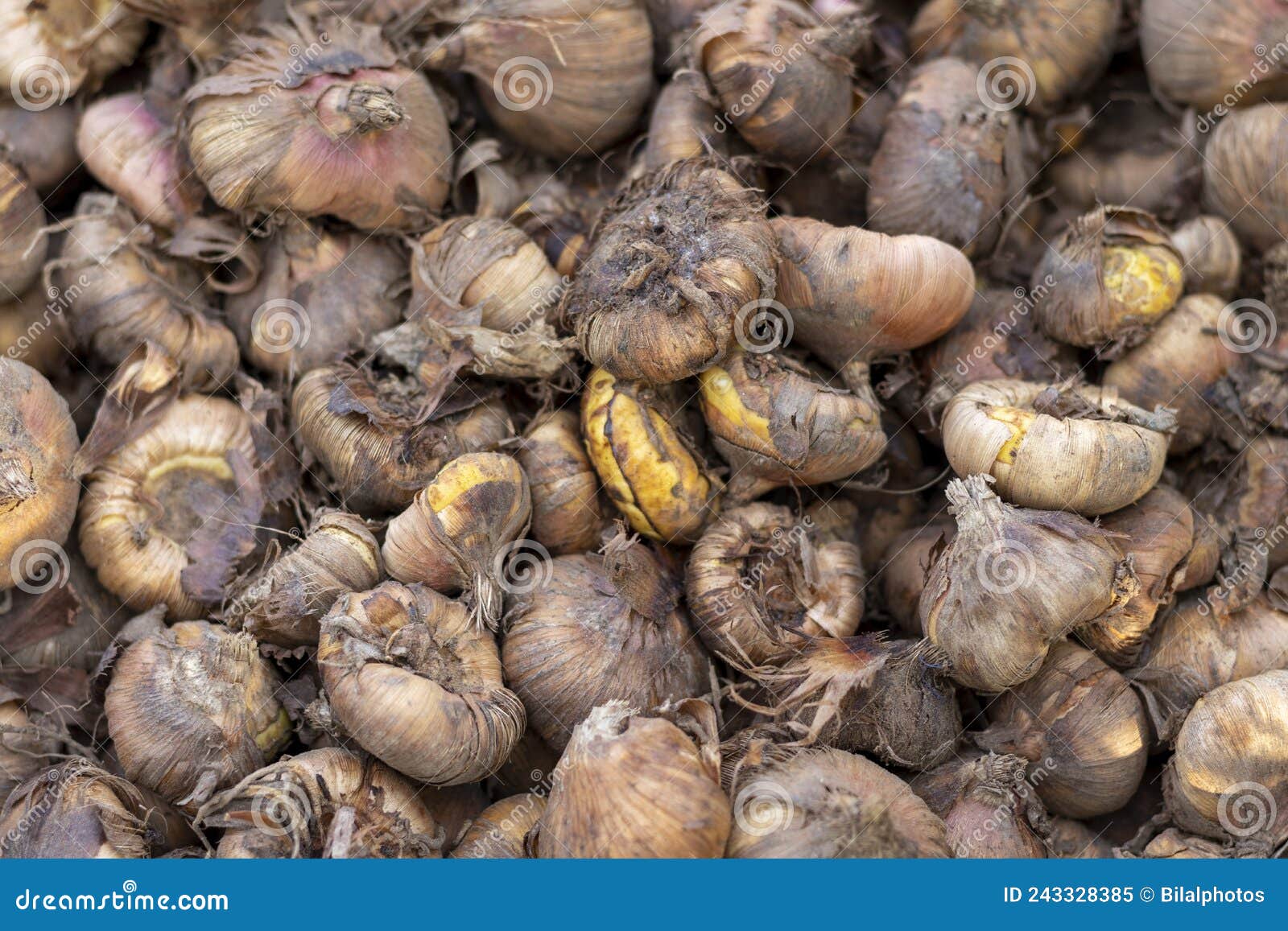 Gladiolus Corms or Glads Seeds Closeup Stock Image Image of plant