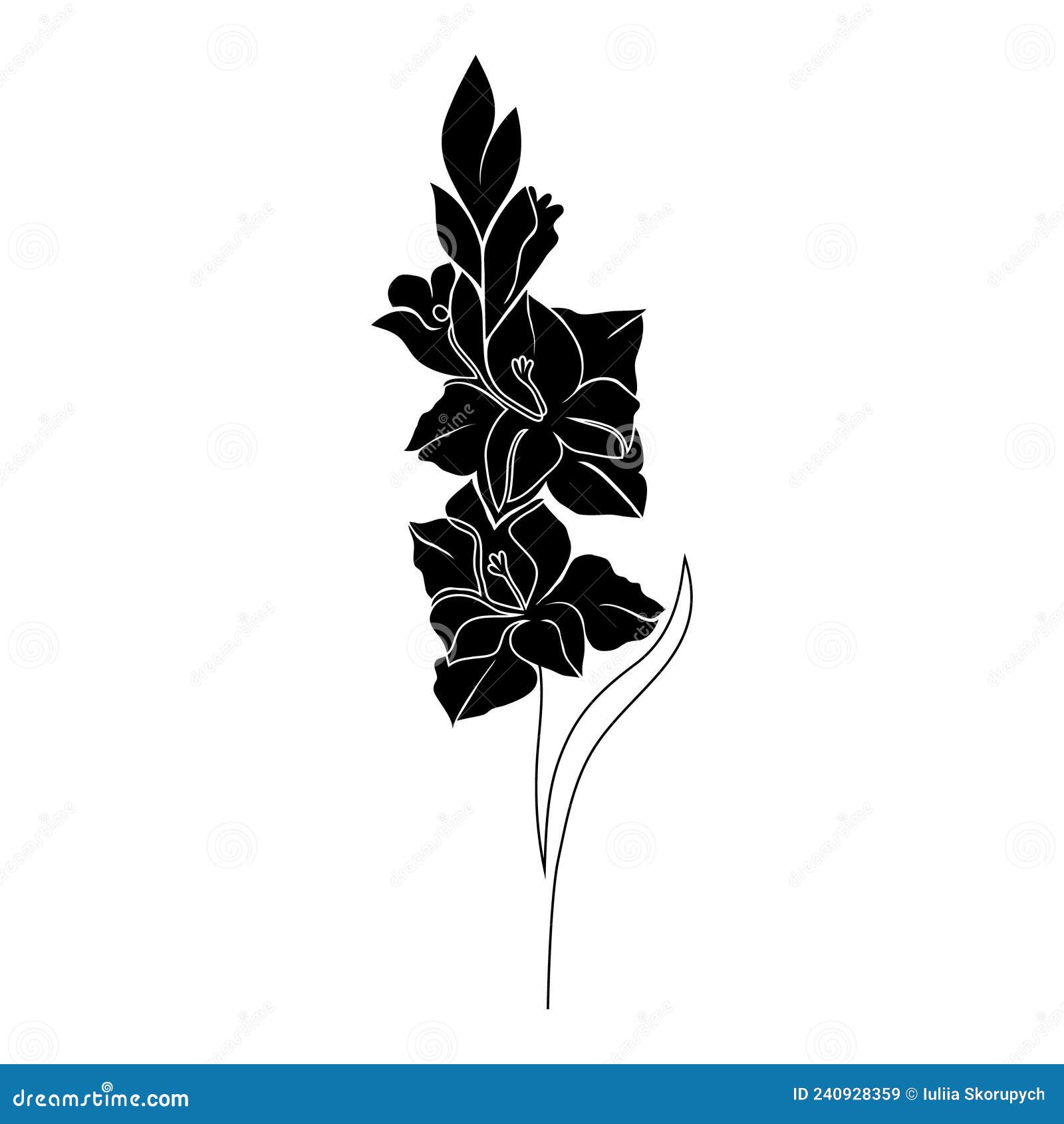 Gladiolus flower on white stock vector. Illustration of symbol 240928359