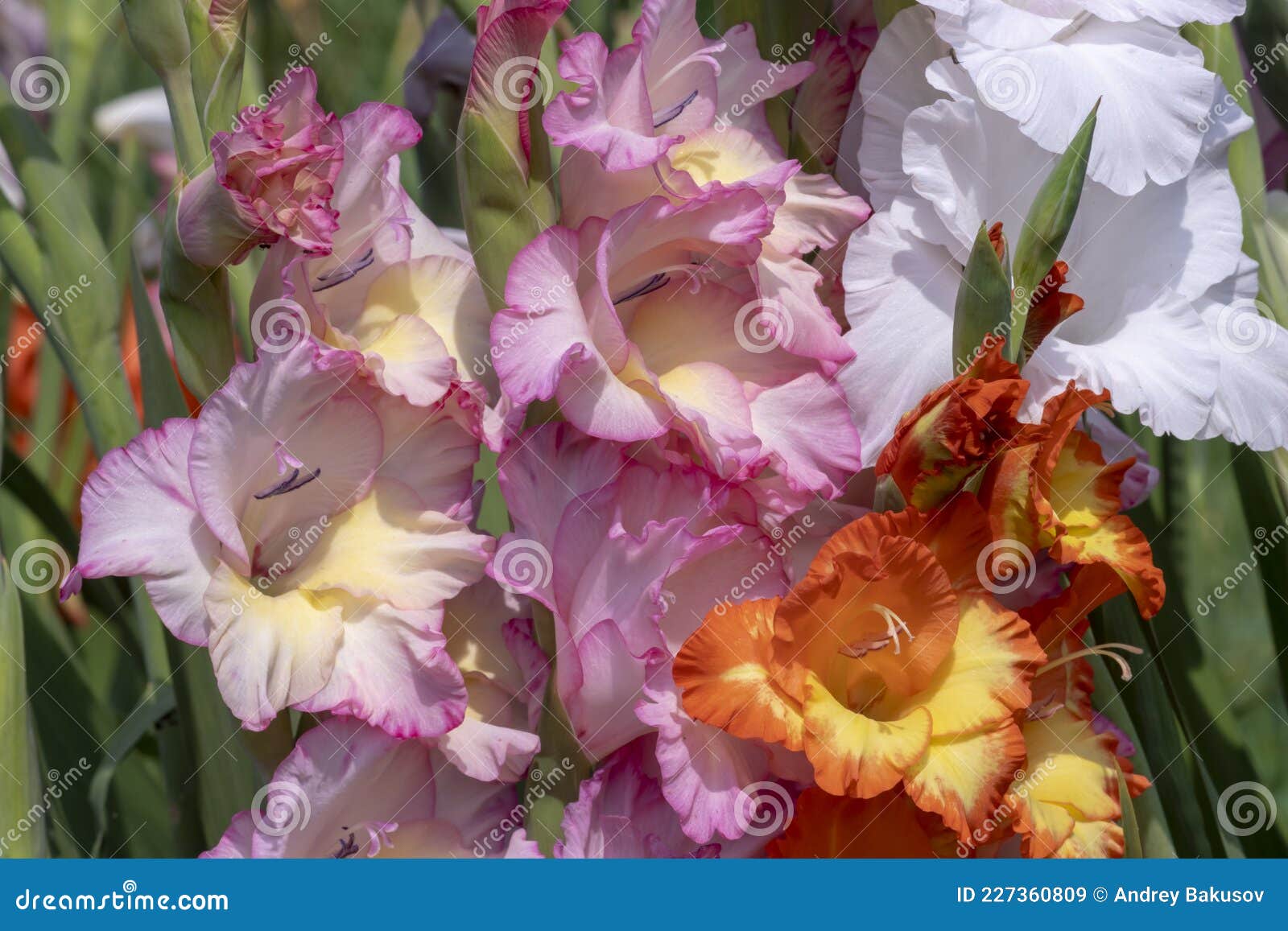 Gladiolus Flowers for Postcard, Desktop and Banner Stock Image Image