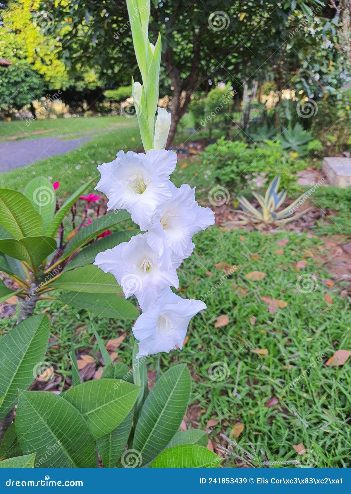 Gladiolus Grandiflorus Ou Palma De Santa Rita. Imagem de Stock - Imagem de  planta, terras: 241853439