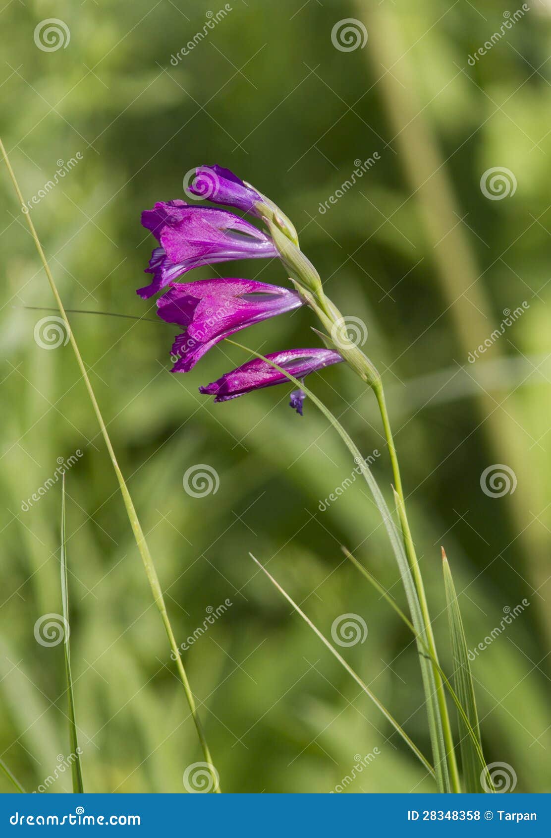 gladiolus imbricate on spring meadow.