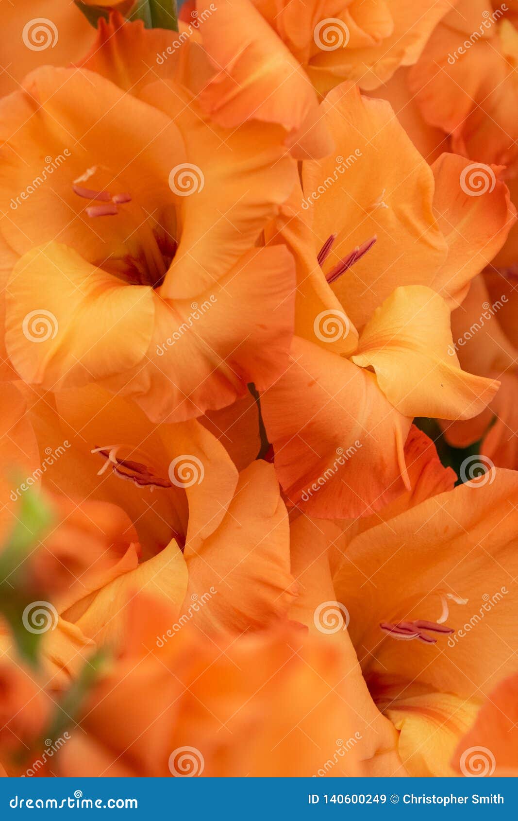 Gladiolus Prince of orange stock image. Image of gladioli 140600249