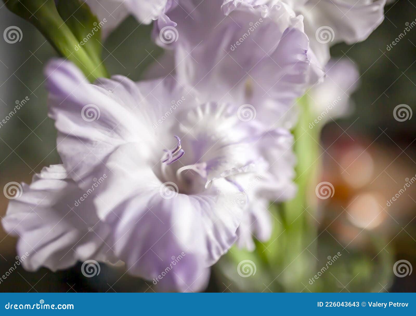 Gladiolus Roxo E Romântico Delicado Num Vaso Sobre a Mesa Imagem de Stock -  Imagem de fresco, naughty: 226043643