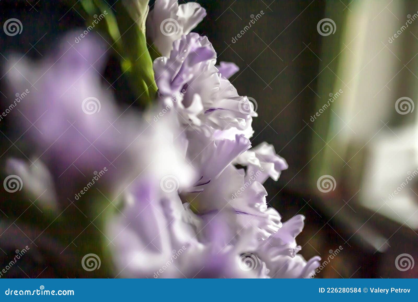 Gladiolus Roxo E Romântico Delicado Num Vaso Sobre a Mesa Foto de Stock -  Imagem de foco, beleza: 226280584