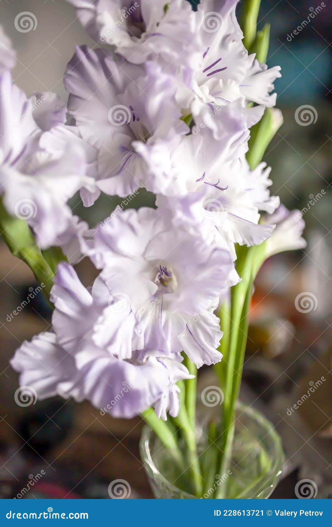 Gladiolus Roxo E Romântico Delicado Num Vaso Sobre a Mesa Imagem de Stock -  Imagem de violeta, branco: 228613721