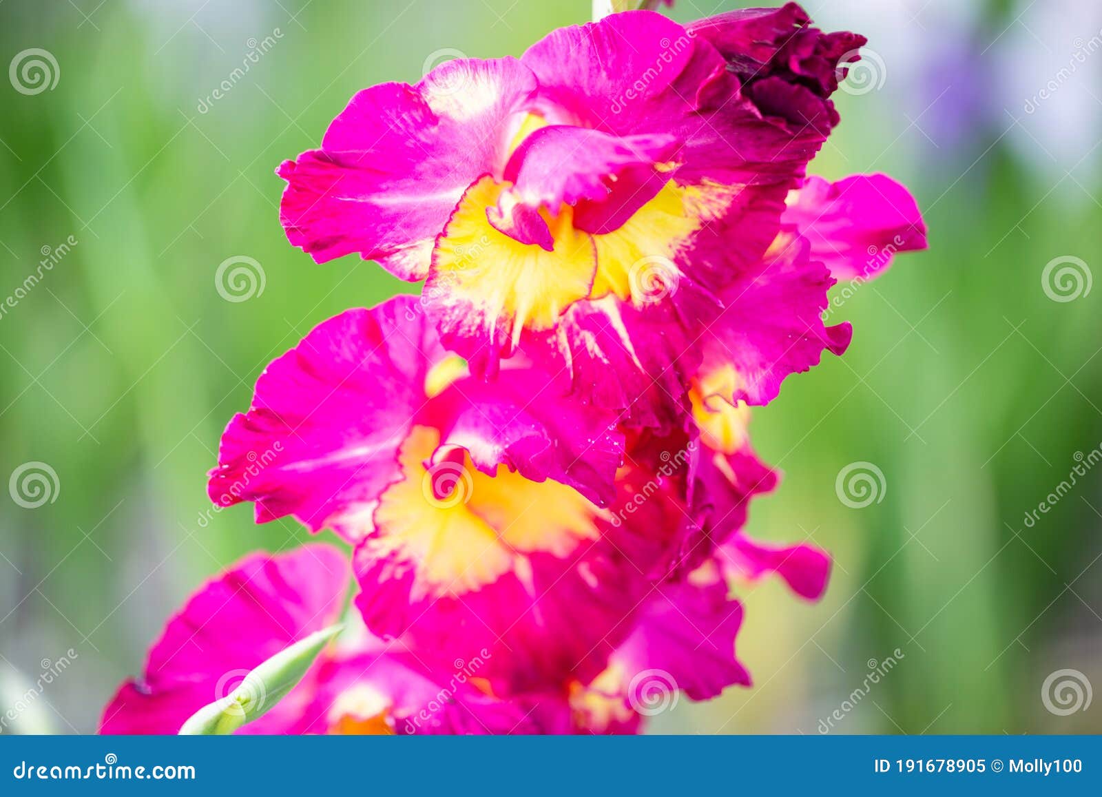 Gladiolus Roxo No Gladiolus De Campo No Campo Imagem de Stock - Imagem de  folha, flores: 191678905