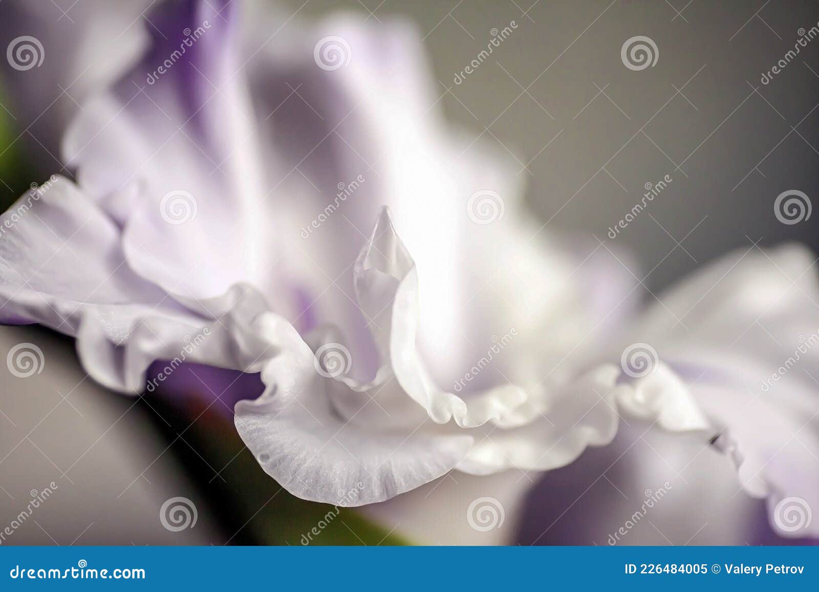 Gladiolus Roxo Romântico Num Vaso Imagem de Stock - Imagem de flora,  pétala: 226484005