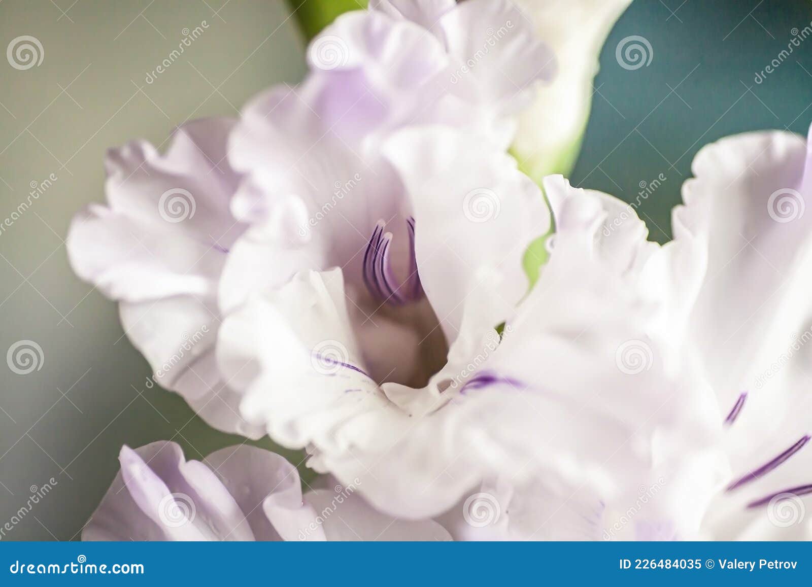 Gladiolus Roxo Romântico Num Vaso Imagem de Stock - Imagem de branco,  tabela: 226484035