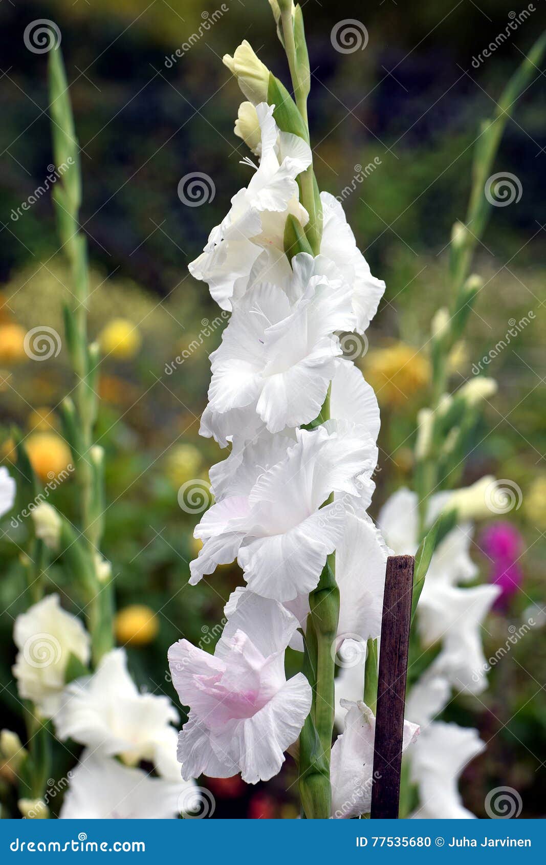Gladiolus, White Prosperity Stock Photo Image of growth, nature 77535680