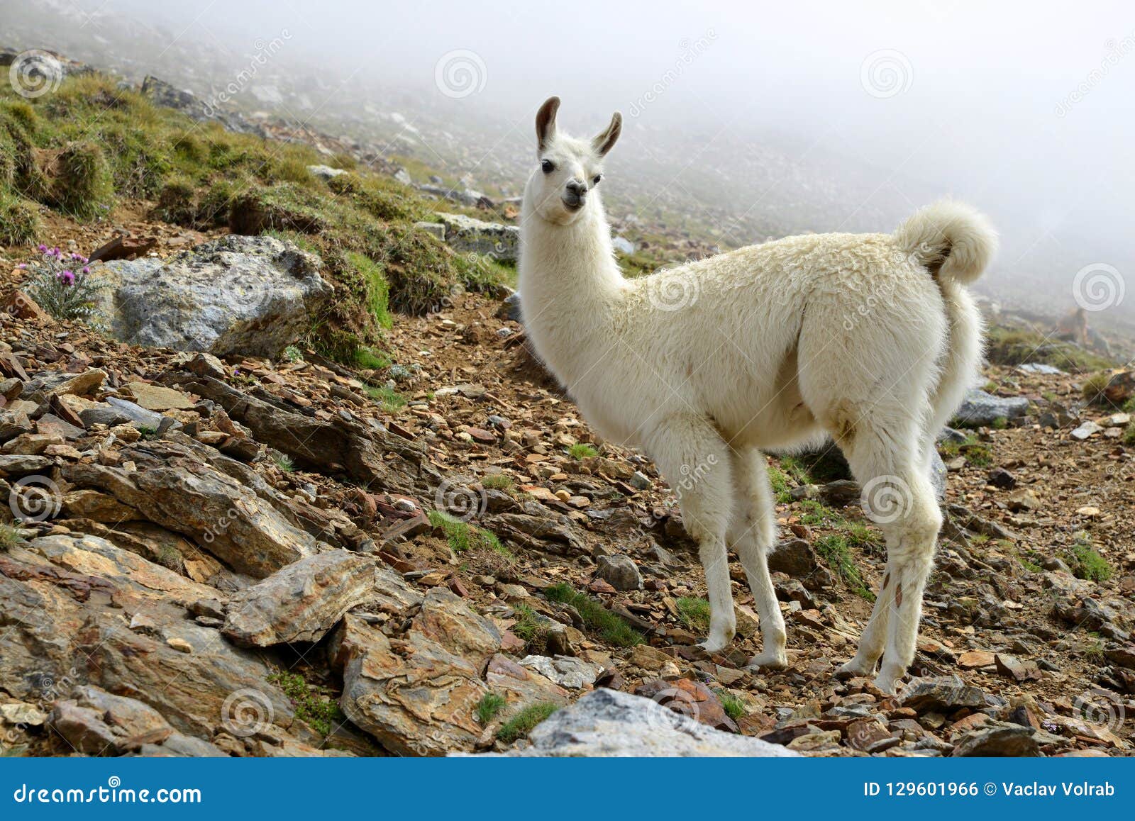 Glama Blanco Del Lama De La Llama Foto de archivo Imagen de salvaje