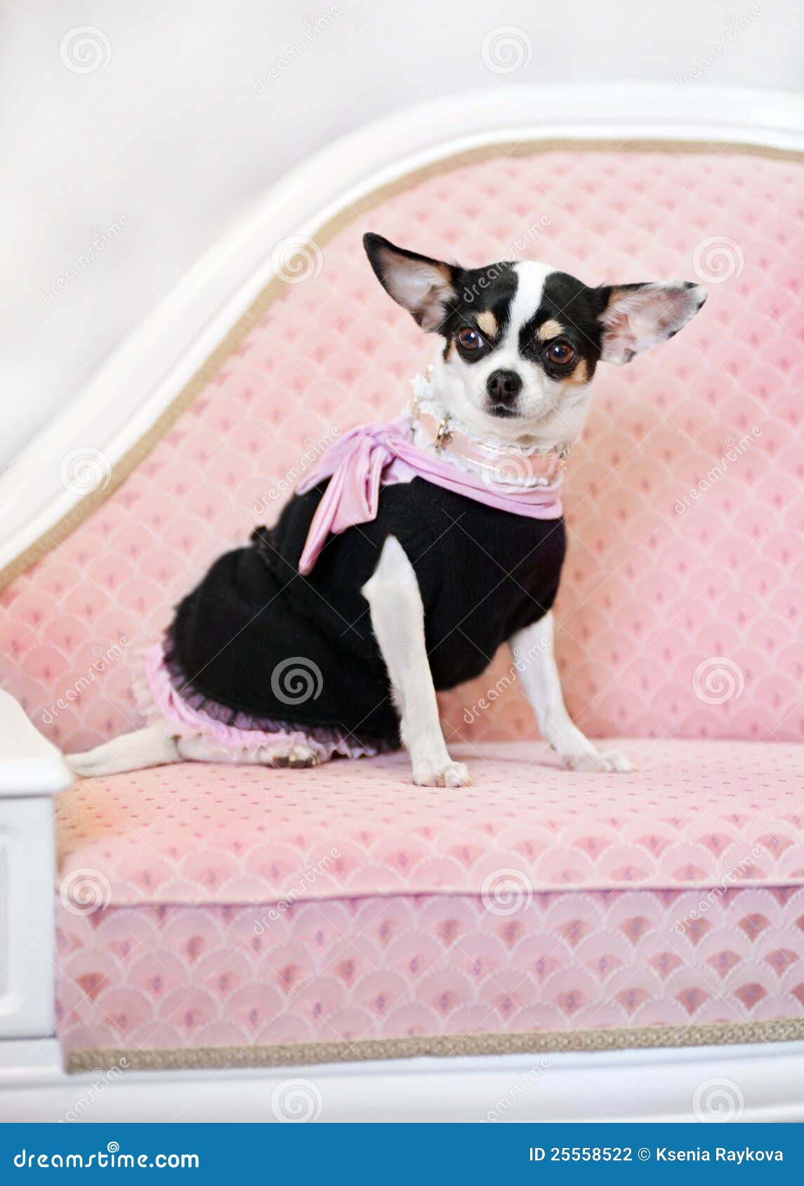 Glamour little dog on sofa stock photo. Image of close 25558522