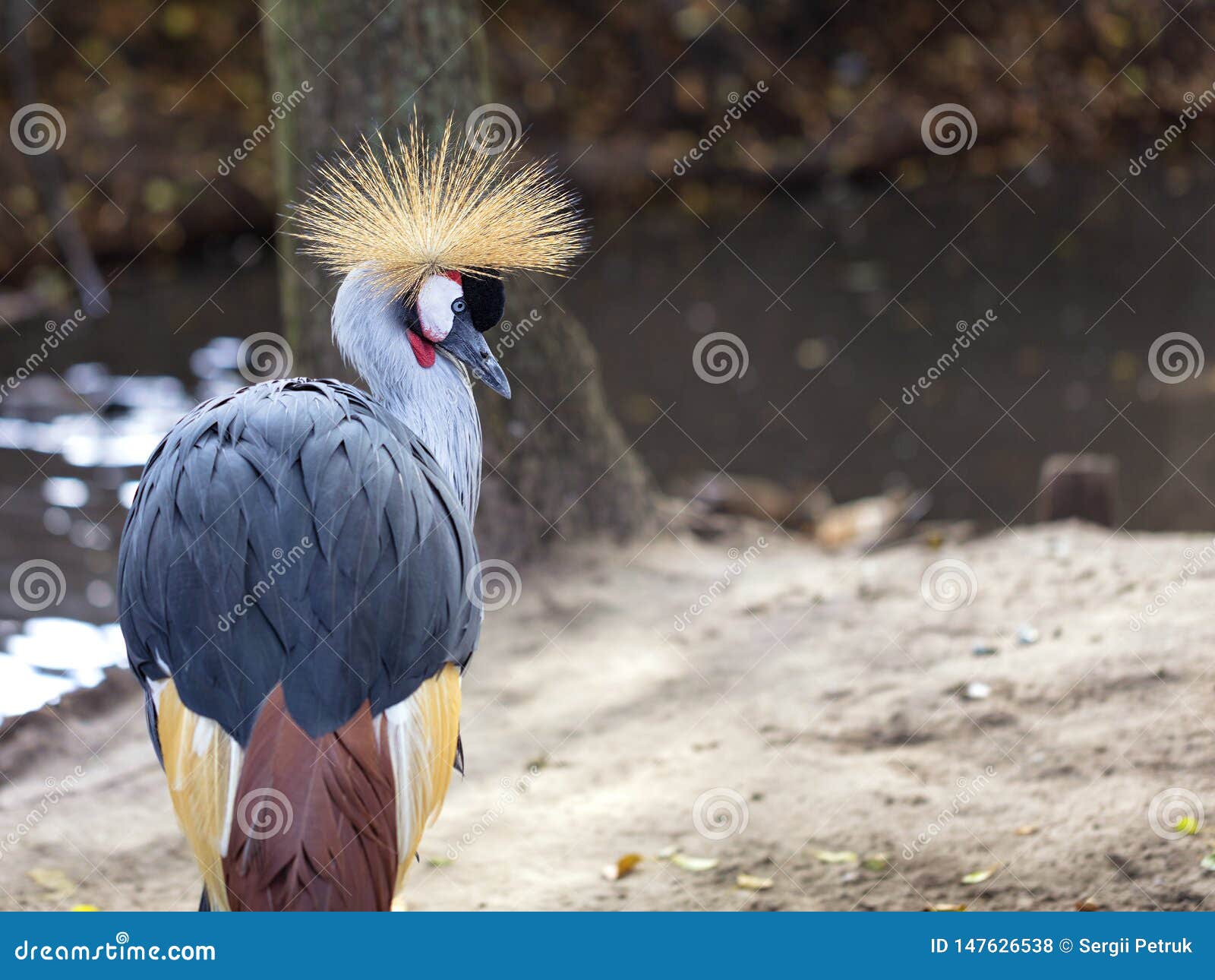 glance and head of gray crowned crane