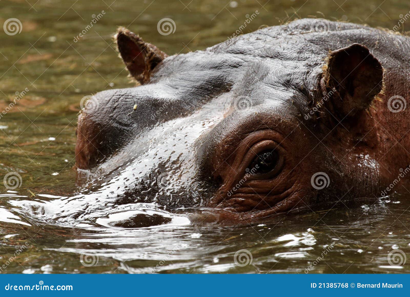 glance of hippopotamus