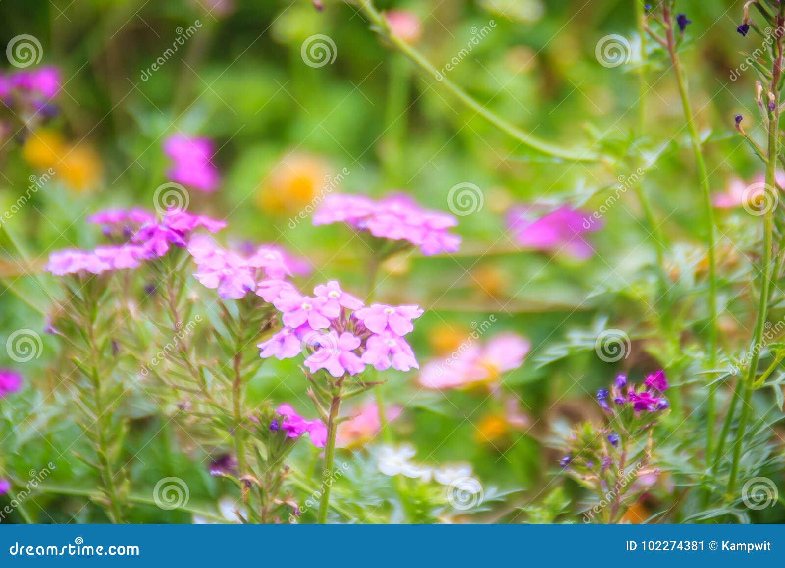 Glandularia Pulchella美丽的紫色花 F的种类库存图片 图片包括有花卉 开花