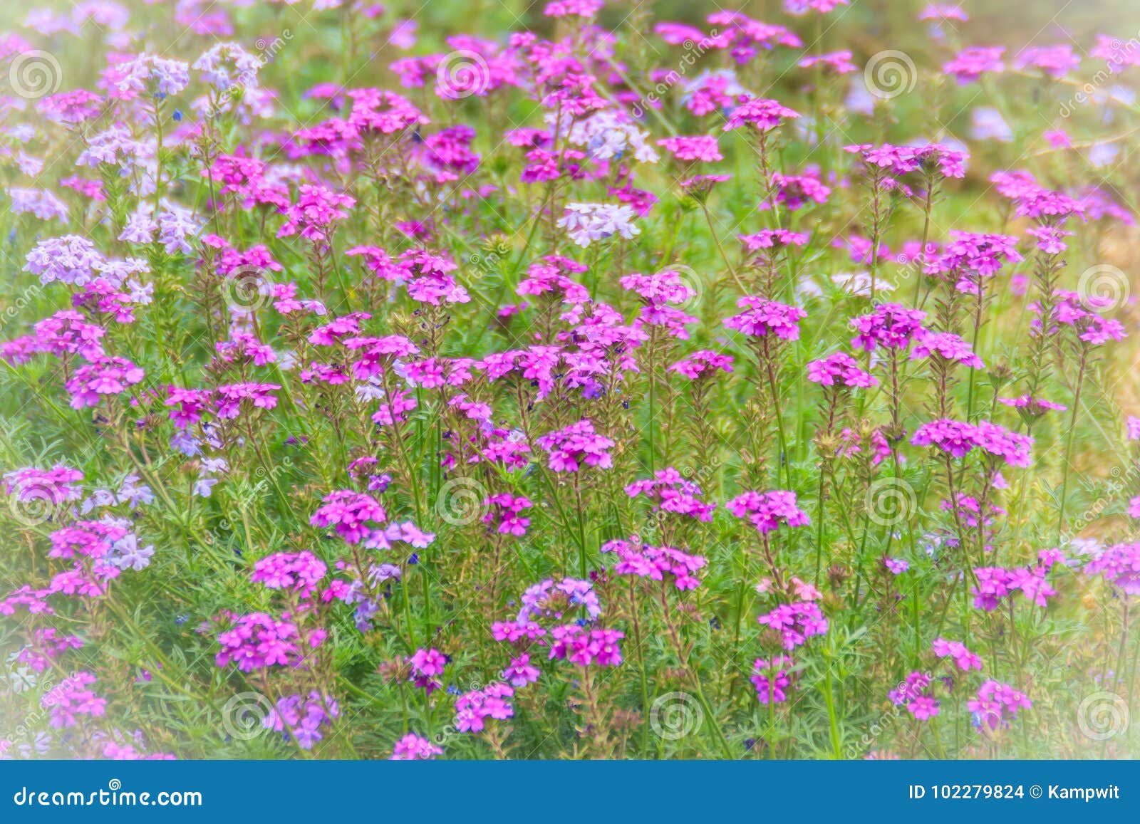 Glandularia Pulchella美丽的紫色花 F的种类库存照片 图片包括有背包 词根