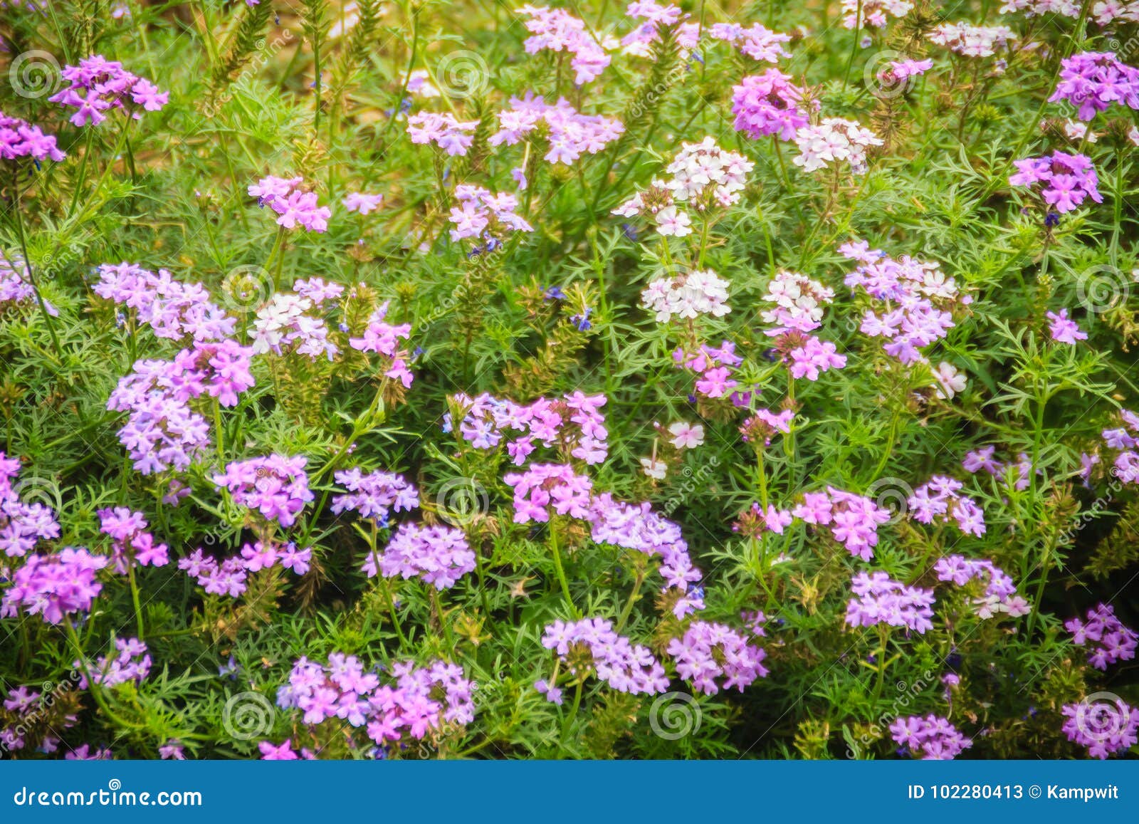 Glandularia Pulchella美丽的紫色花 F的种类库存图片 图片包括有嘲笑 相当