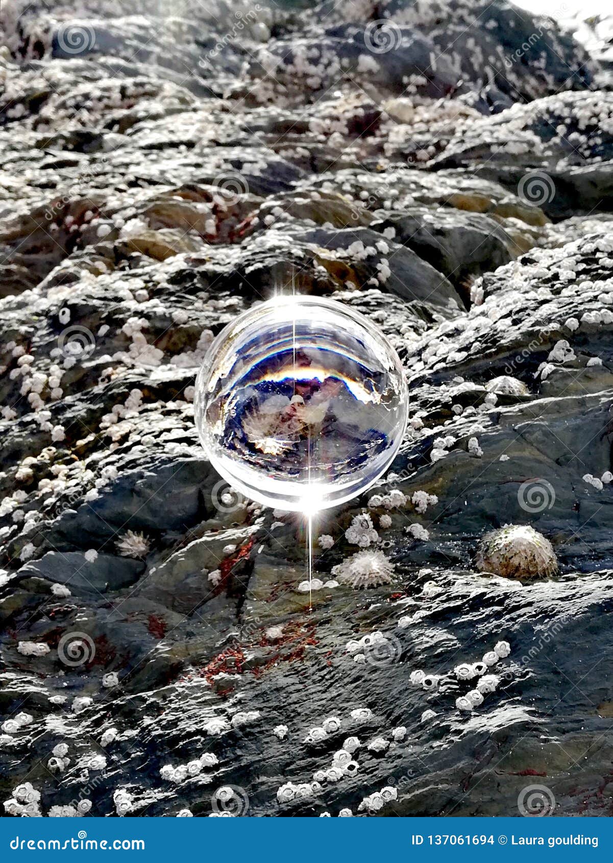 Glass ball stock photo. Image of beach, shore, sunstar 137061694