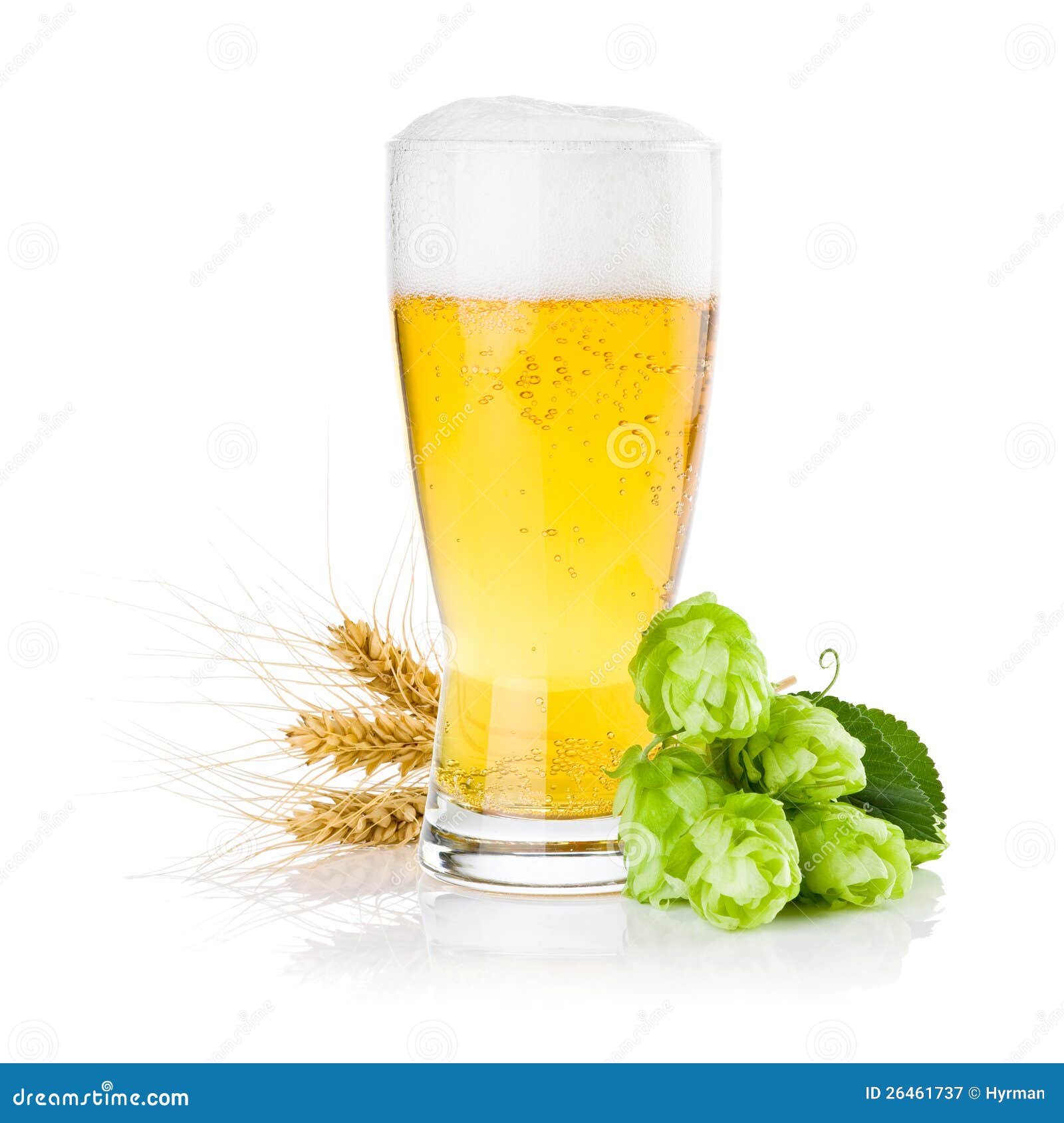Glass of Beer with Green Hops and Ears of Barley Stock Image Image of