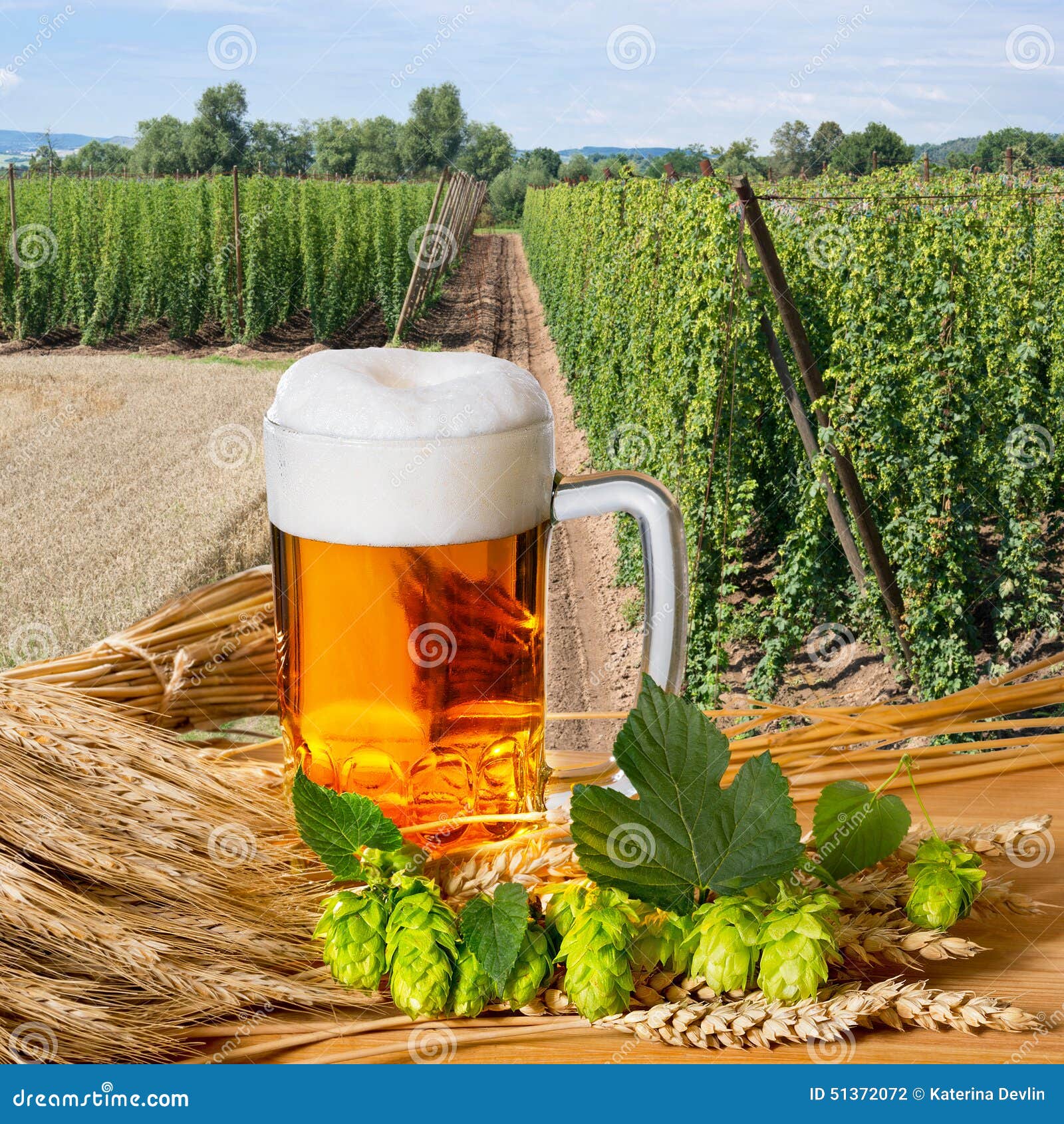 Glass of beer and hops stock photo. Image of froth, cereal 51372072