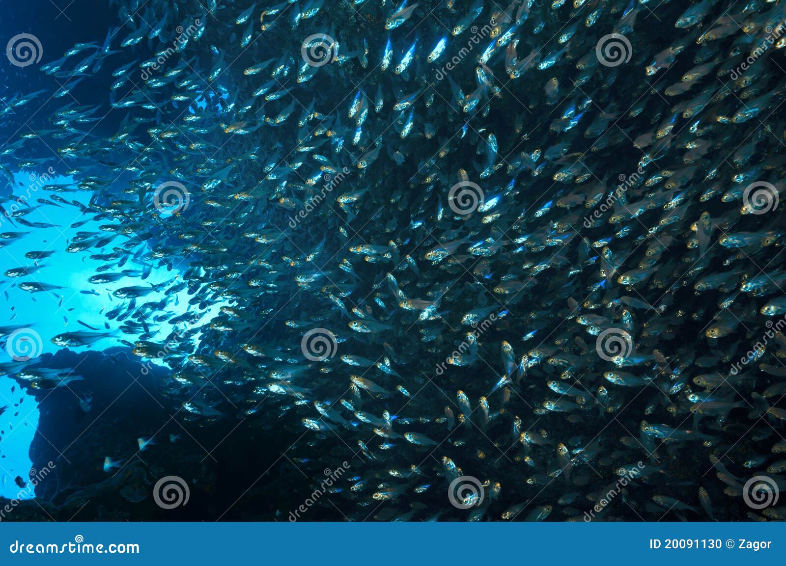 Glassfish in red sea stock photo. Image of tropical 20091130