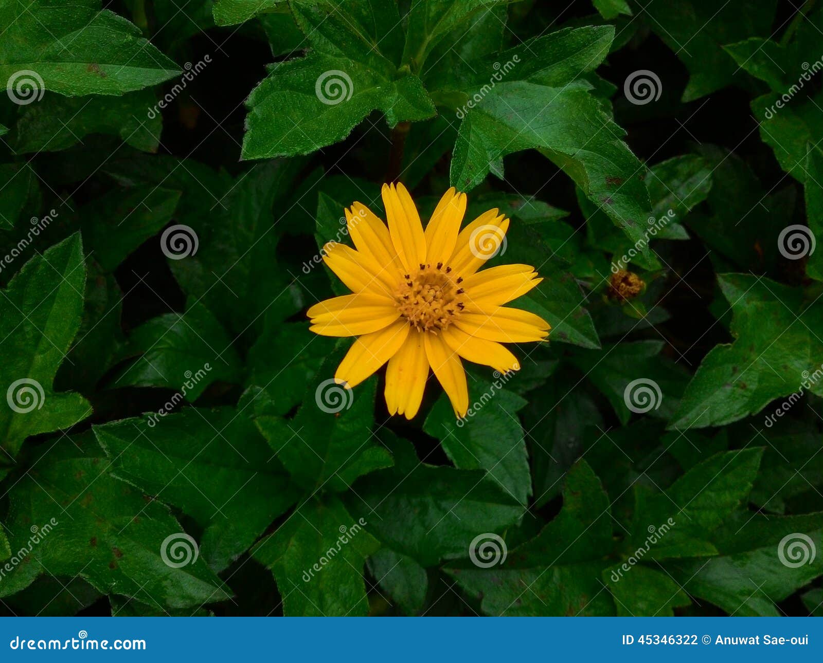 Glass Flower stock photo. Image of bloom, blossom, leaf 45346322