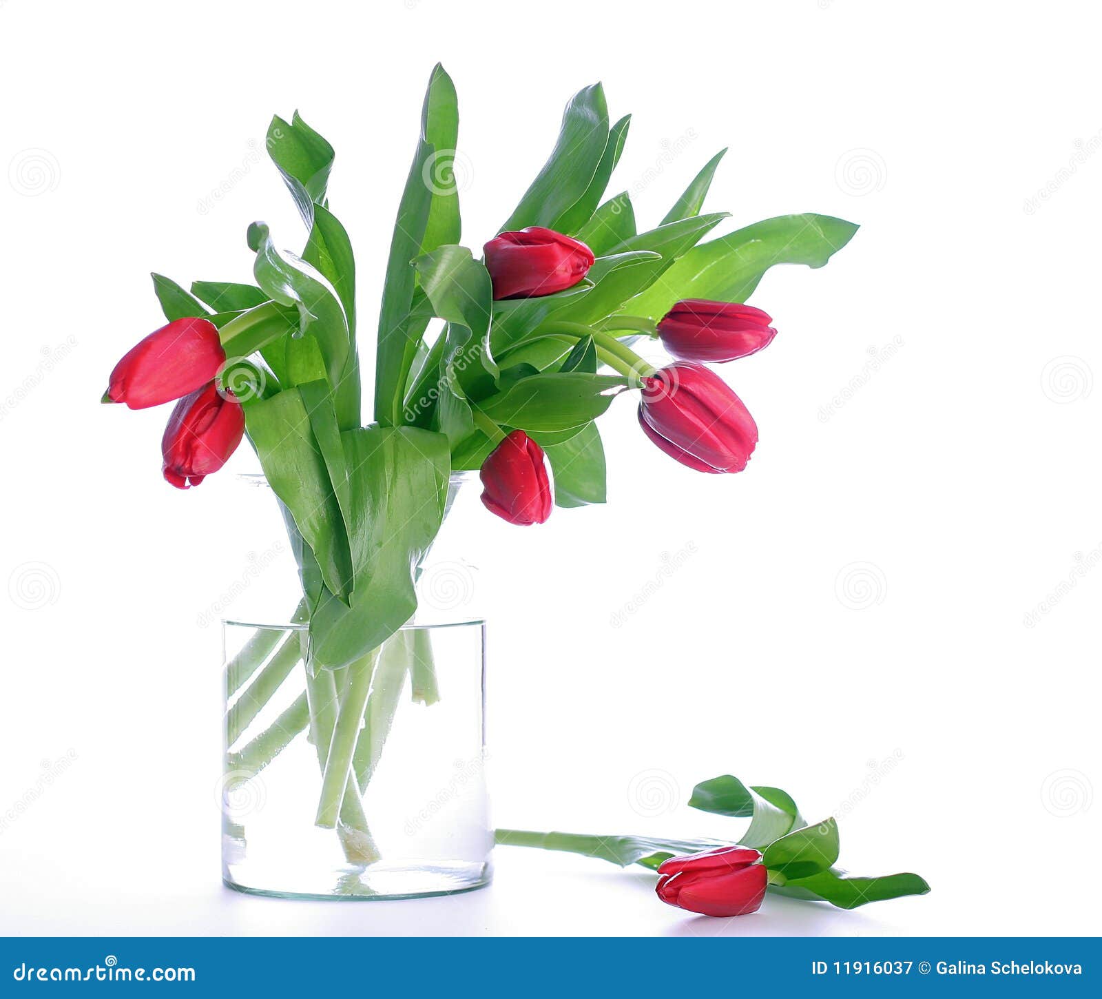 Glass jar with red tulips stock image. Image of glass - 11916037