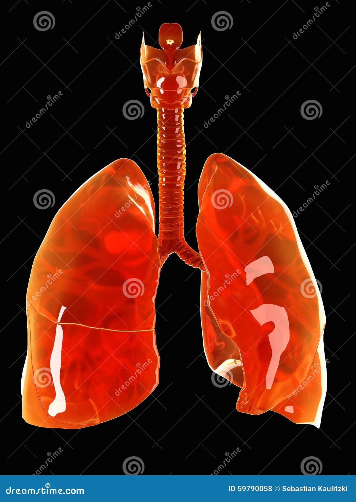 A glass lung stock illustration. Illustration of bronchus 59790058