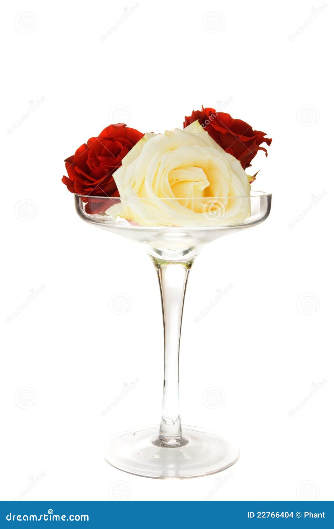 Glass with rose flower stock photo. Image of pink, celebration 22766404