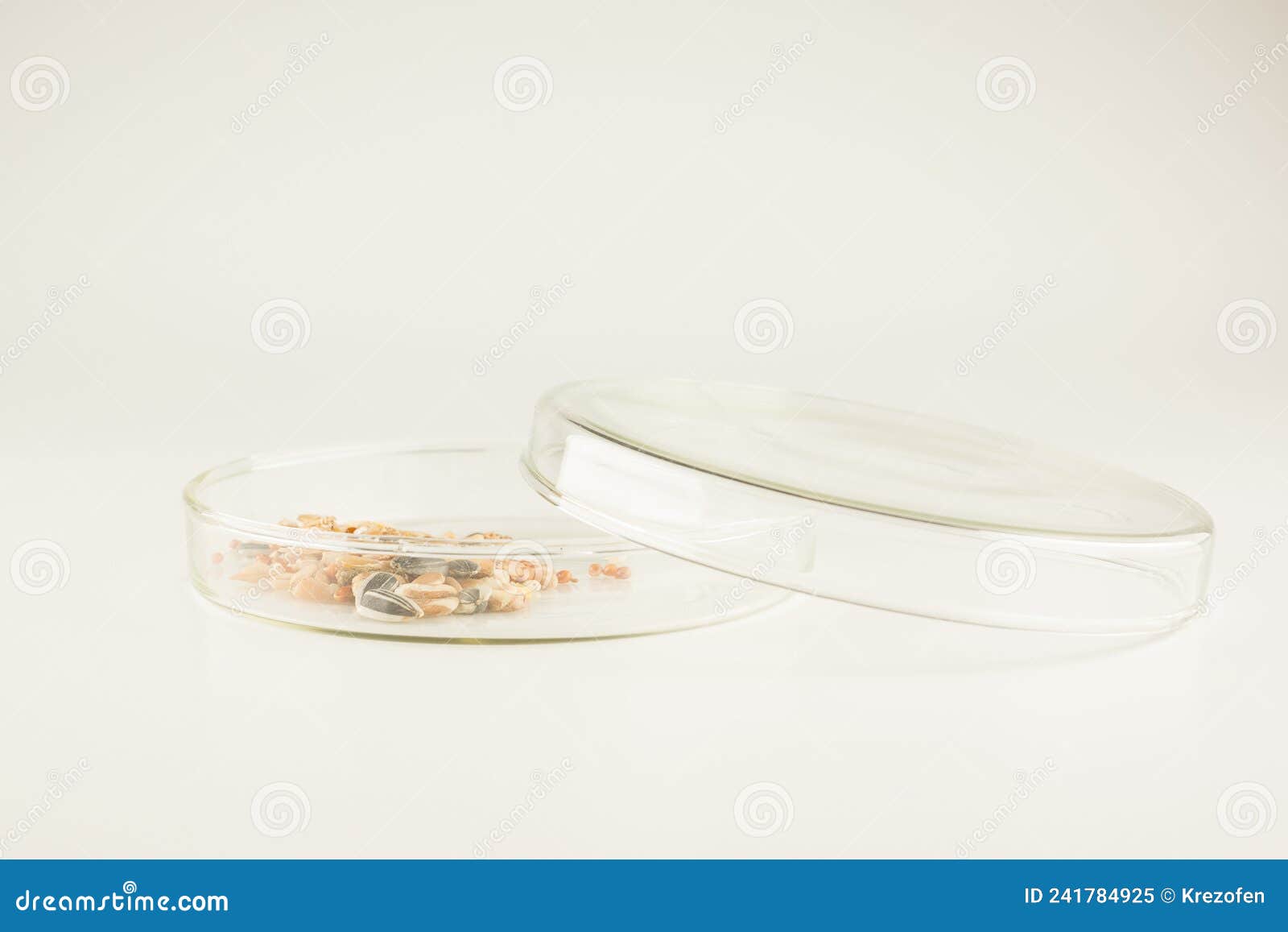 Glass Scientific Bowl with Plant Seeds Stock Image Image of nature