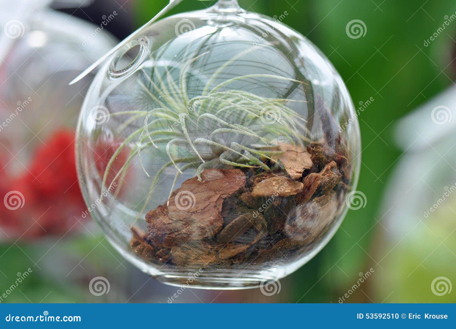 Glass Sphere Terrarium stock photo. Image of plant, green 53592510