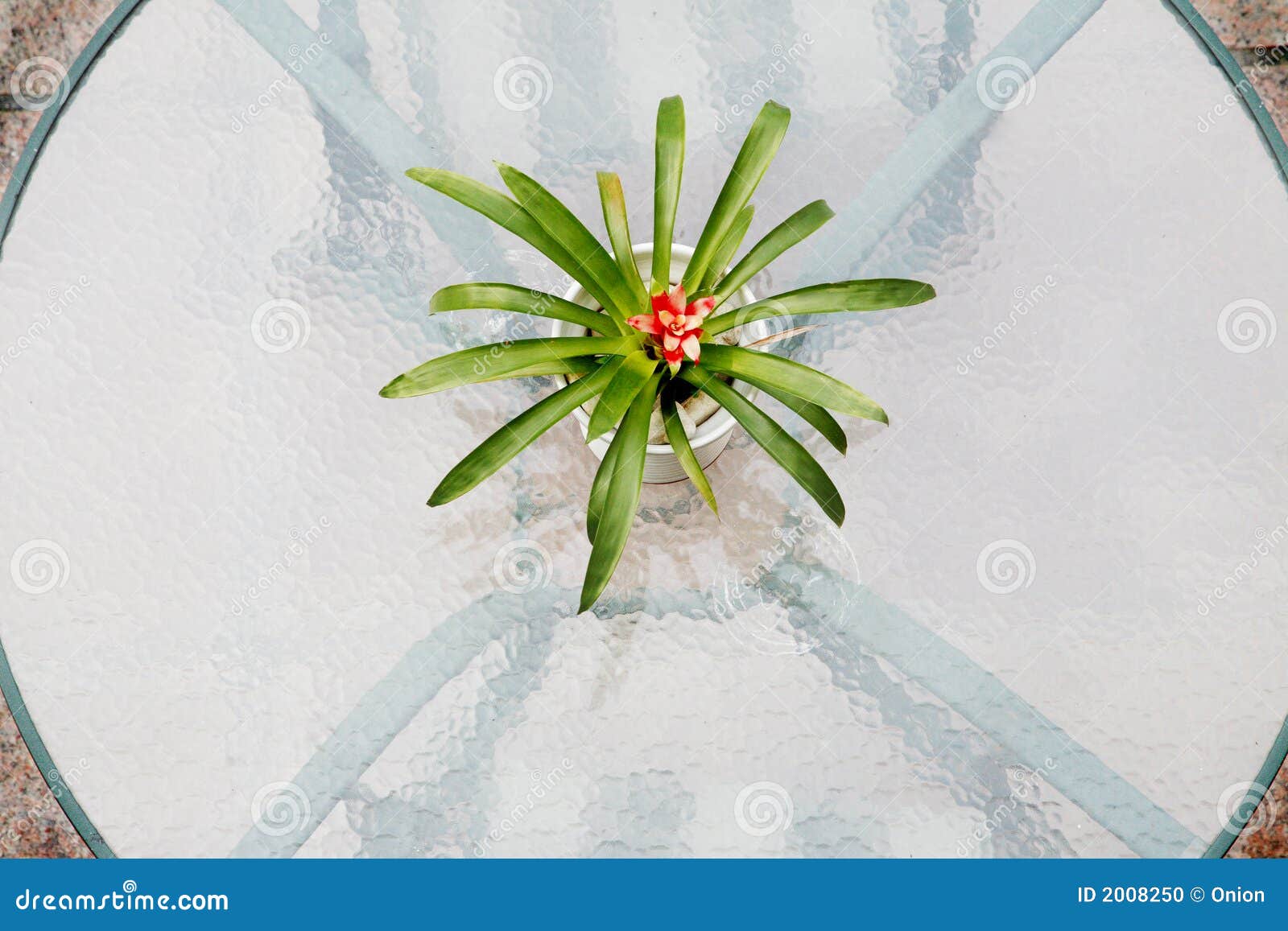 Glass table top with plant stock photo. Image of frosted 2008250
