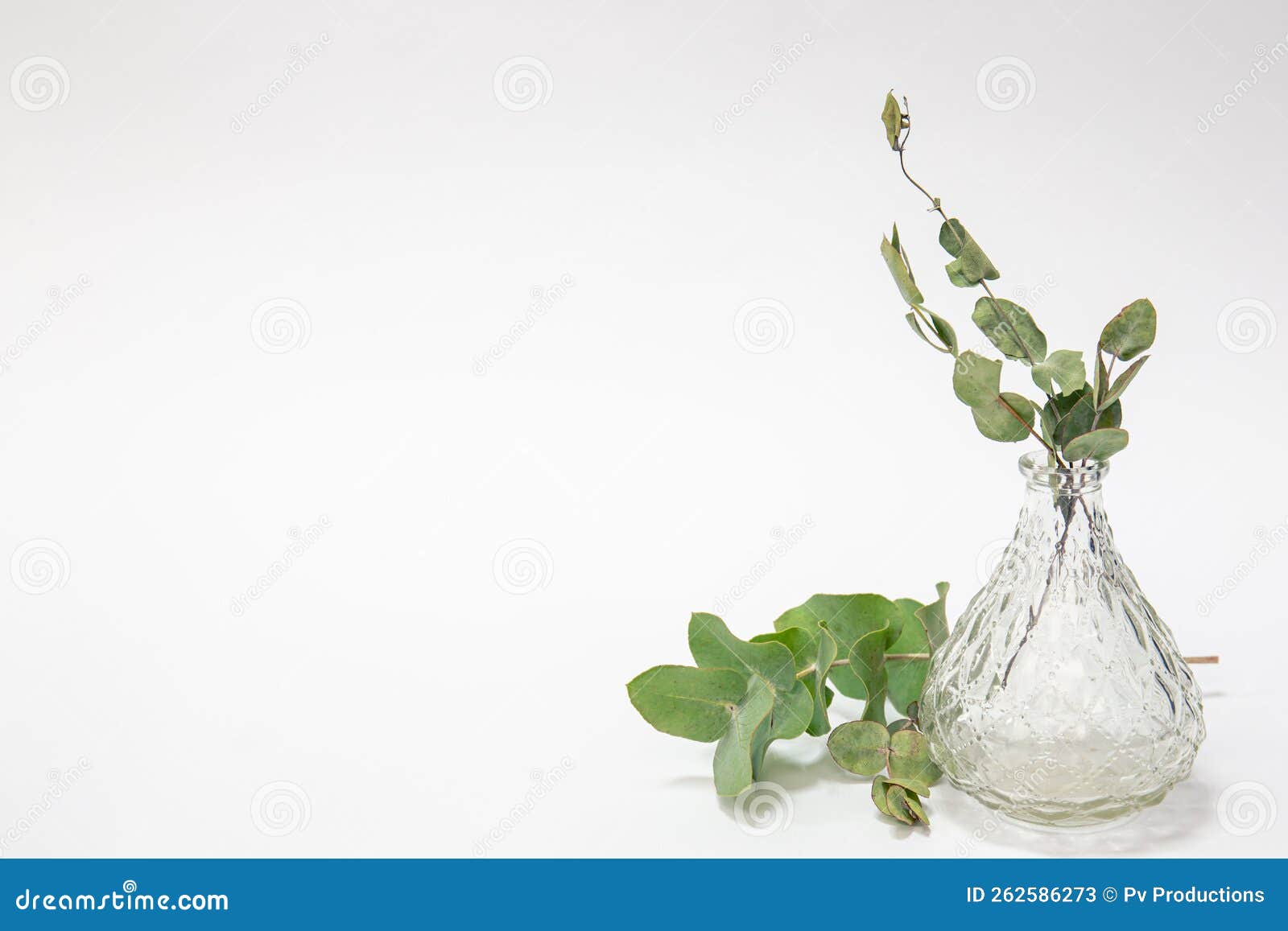 Glass Vase with Eucalyptus Leaves Isolated on White Background. Stock